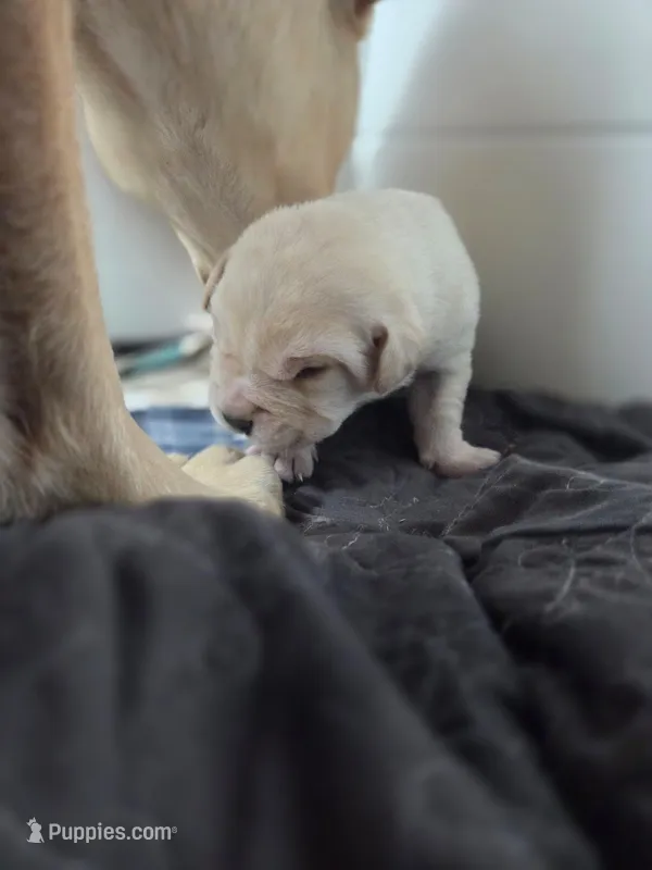 Diesel – Rottweiler, American Pit Bull Terrier puppy for sale in Beatrice, NE