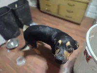 Luna, a female Rottweiler and American Pit Bull Terrier for sale in Beatrice, NE – Photo 6 of 6