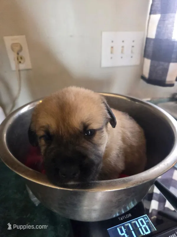 Goldy – Great Pyrenees, Rottweiler puppy for sale in Beatrice, NE