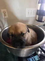 Goldy, a female Great Pyrenees and Rottweiler for sale in Beatrice, NE – Photo 1 of 6