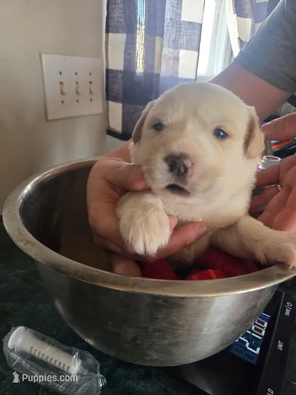Ellie – Great Pyrenees, Rottweiler puppy for sale in Beatrice, NE