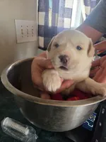 Ellie, a female Great Pyrenees and Rottweiler for sale in Beatrice, NE – Photo 1 of 6