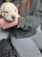 Diesel, a male Rottweiler and American Pit Bull Terrier for sale in Beatrice, NE – Photo 4 of 6