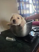 Tank, a male Rottweiler and American Pit Bull Terrier for sale in Beatrice, NE – Photo 6 of 6