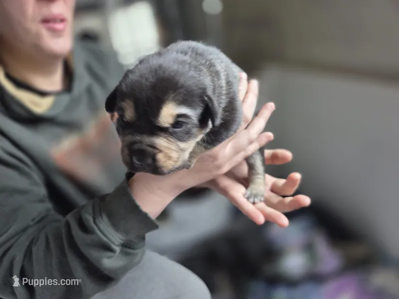 Luna – Rottweiler, American Pit Bull Terrier puppy for sale in Beatrice, NE