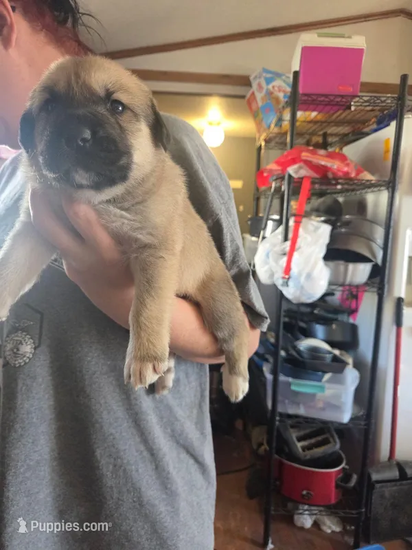 Willow – Great Pyrenees, Rottweiler puppy for sale in Beatrice, NE