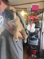 Willow, a female Great Pyrenees and Rottweiler for sale in Beatrice, NE – Photo 1 of 7