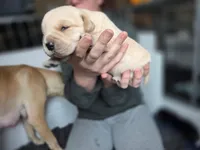 Buster, a male Rottweiler and American Pit Bull Terrier for sale in Beatrice, NE – Photo 2 of 6