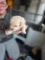 Buster, a male Rottweiler and American Pit Bull Terrier for sale in Beatrice, NE – Photo 4 of 6