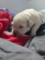 Artic, a male Rottweiler and American Pit Bull Terrier for sale in Beatrice, NE – Photo 3 of 6