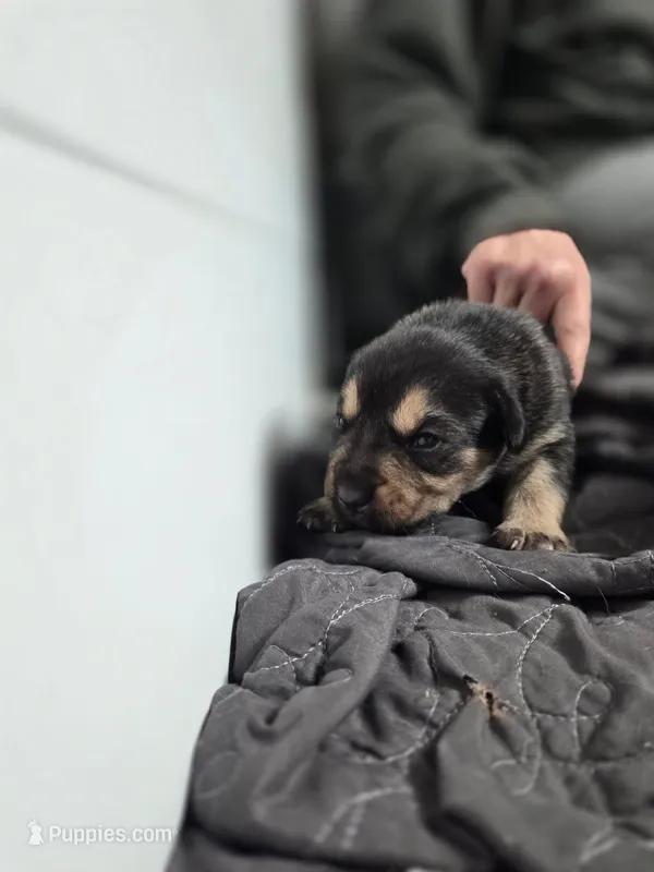 Angel – Rottweiler, American Pit Bull Terrier puppy for sale in Beatrice, NE