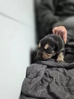 Angel, a female Rottweiler and American Pit Bull Terrier for sale in Beatrice, NE – Photo 2 of 6
