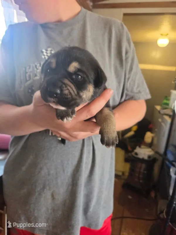 Luna – Rottweiler, American Pit Bull Terrier puppy for sale in Beatrice, NE