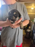 Luna, a female Rottweiler and American Pit Bull Terrier for sale in Beatrice, NE – Photo 1 of 6