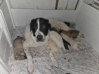 Pearl, a female Great Pyrenees and Rottweiler for sale in Beatrice, NE – Photo 6 of 7