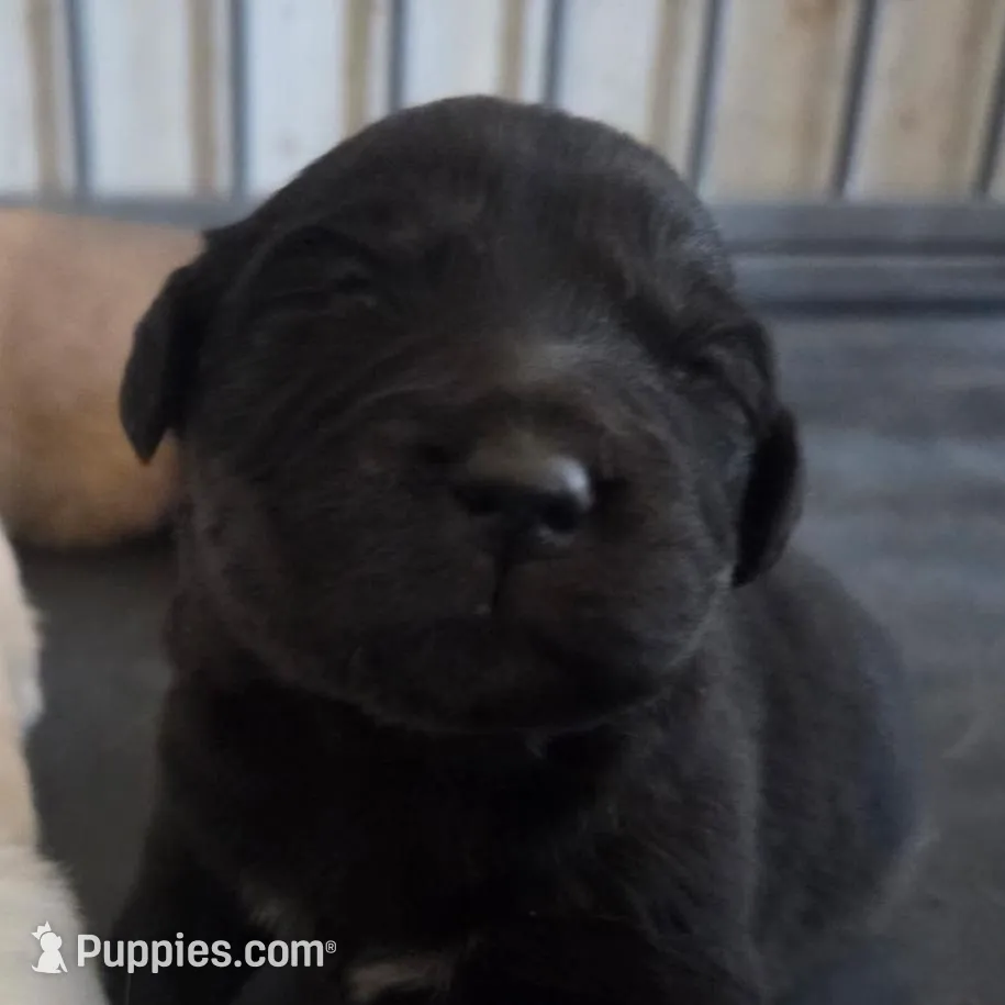 Shadow, a female Great Pyrenees and Rottweiler for sale in Beatrice, NE – Photo 2 of 4