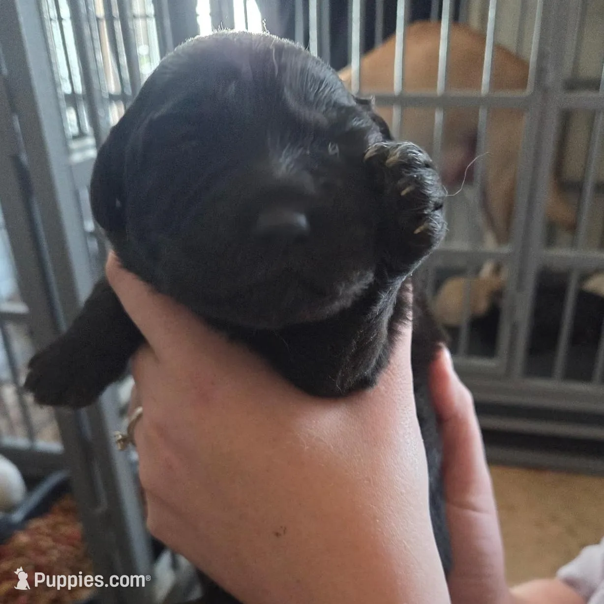 Shadow – Great Pyrenees, Rottweiler puppy for sale in Beatrice, NE