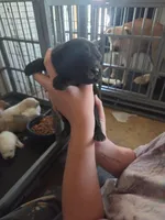 Shadow, a female Great Pyrenees and Rottweiler for sale in Beatrice, NE – Photo 3 of 4