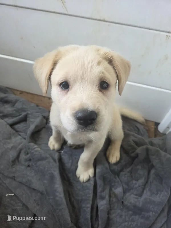 Artic – Rottweiler, American Pit Bull Terrier puppy for sale in Beatrice, NE