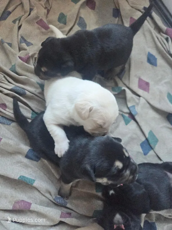 Artic – Rottweiler, American Pit Bull Terrier puppy for sale in Beatrice, NE