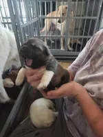 Trixie, a female Great Pyrenees and Rottweiler for sale in Beatrice, NE – Photo 4 of 5