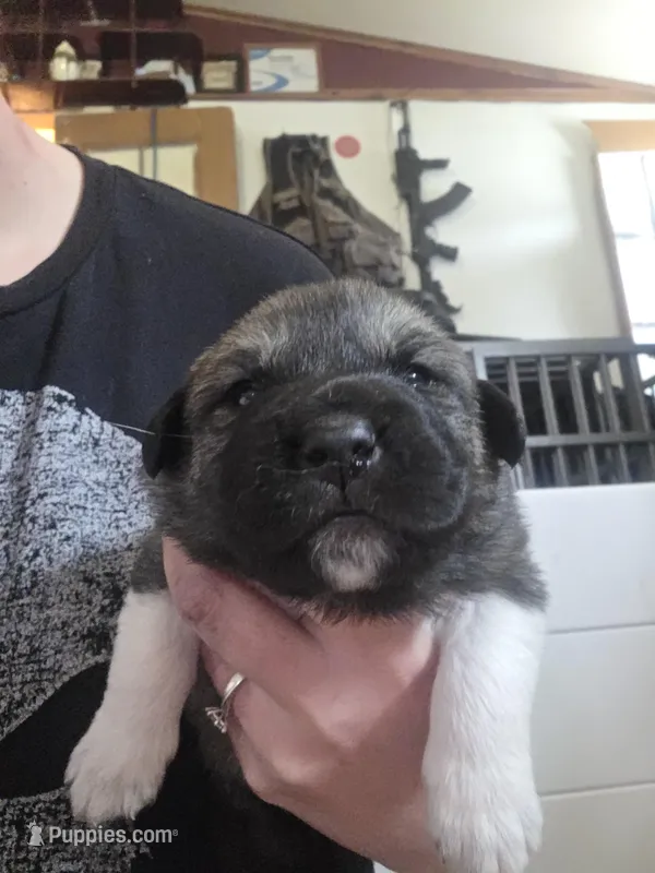Trixie – Great Pyrenees, Rottweiler puppy for sale in Beatrice, NE