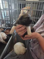 Trixie, a female Great Pyrenees and Rottweiler for sale in Beatrice, NE – Photo 5 of 5