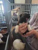Trixie, a female Great Pyrenees and Rottweiler for sale in Beatrice, NE – Photo 3 of 5