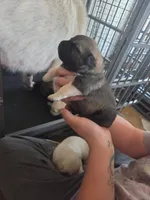 Trixie, a female Great Pyrenees and Rottweiler for sale in Beatrice, NE – Photo 2 of 5