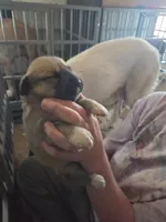 Willow, a female Great Pyrenees and Rottweiler for sale in Beatrice, NE – Photo 4 of 5