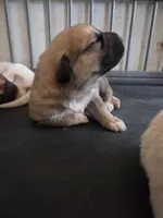 Willow, a female Great Pyrenees and Rottweiler for sale in Beatrice, NE – Photo 3 of 5