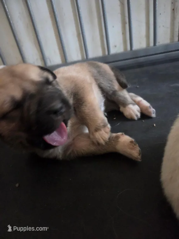 Willow – Great Pyrenees, Rottweiler puppy for sale in Beatrice, NE