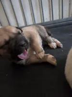 Willow, a female Great Pyrenees and Rottweiler for sale in Beatrice, NE – Photo 1 of 5