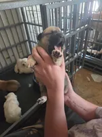 Willow, a female Great Pyrenees and Rottweiler for sale in Beatrice, NE – Photo 5 of 5