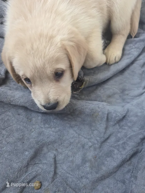 Buster – Rottweiler, American Pit Bull Terrier puppy for sale in Beatrice, NE