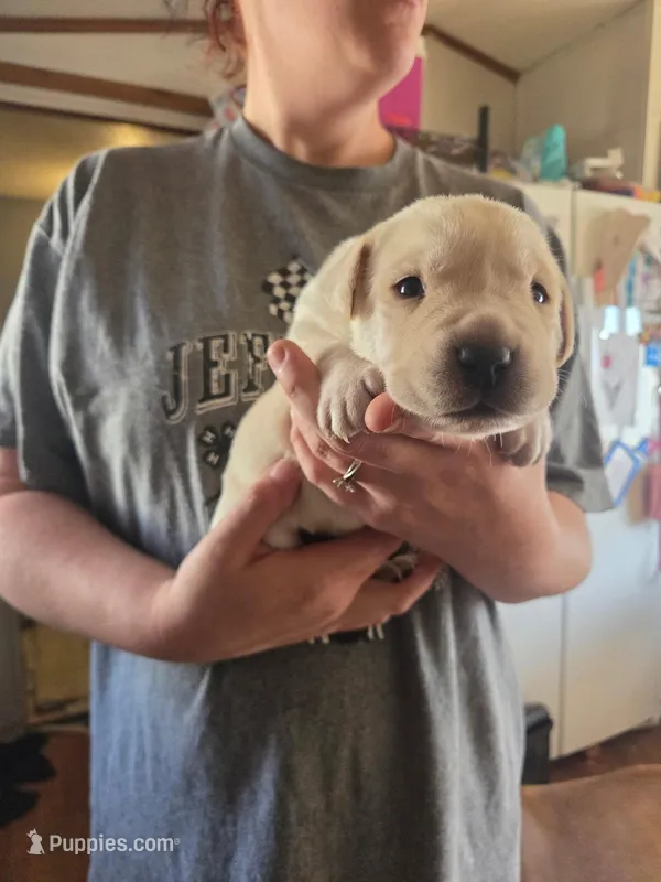 Buster – Rottweiler, American Pit Bull Terrier puppy for sale in Beatrice, NE