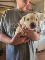 Buster, a male Rottweiler and American Pit Bull Terrier for sale in Beatrice, NE – Photo 1 of 6