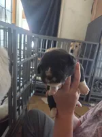 Pearl, a female Great Pyrenees and Rottweiler for sale in Beatrice, NE – Photo 3 of 5