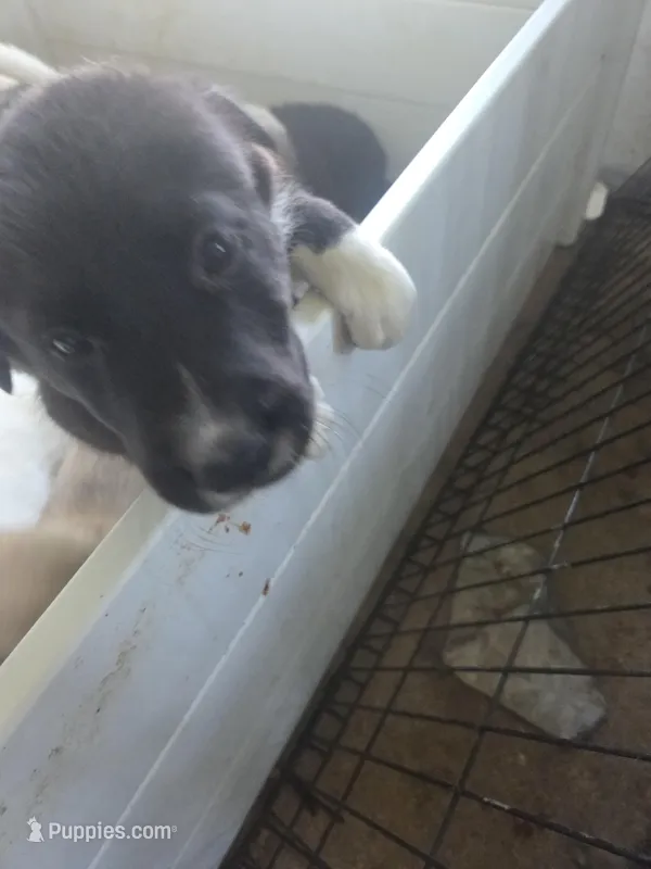 Pearl – Great Pyrenees, Rottweiler puppy for sale in Beatrice, NE