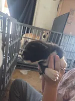 Pearl, a female Great Pyrenees and Rottweiler for sale in Beatrice, NE – Photo 5 of 5