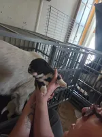 Pearl, a female Great Pyrenees and Rottweiler for sale in Beatrice, NE – Photo 2 of 5