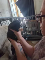 Pearl, a female Great Pyrenees and Rottweiler for sale in Beatrice, NE – Photo 4 of 5