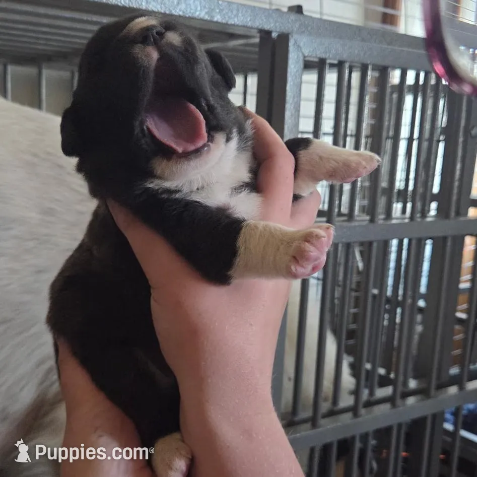Pearl – Great Pyrenees, Rottweiler puppy for sale in Beatrice, NE