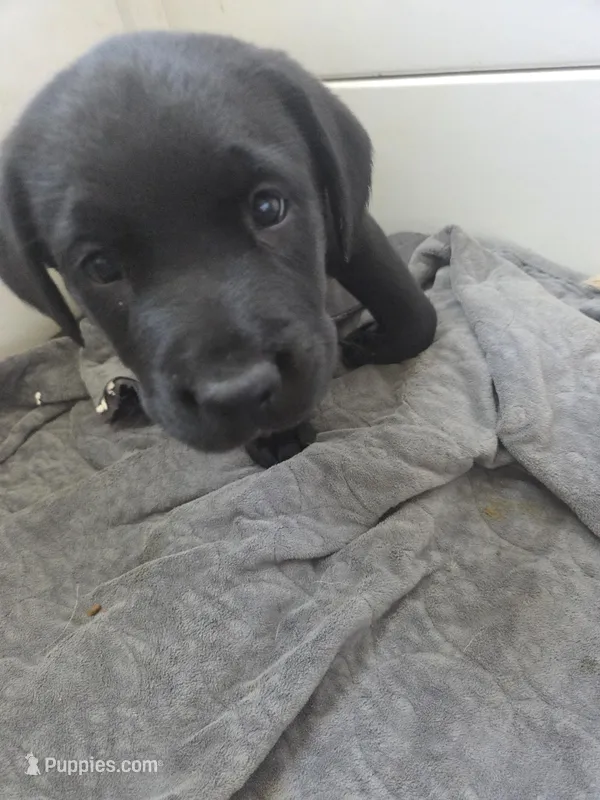 Stella – Rottweiler, American Pit Bull Terrier puppy for sale in Beatrice, NE