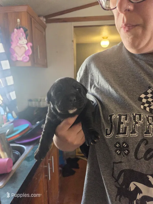 Stella – Rottweiler, American Pit Bull Terrier puppy for sale in Beatrice, NE