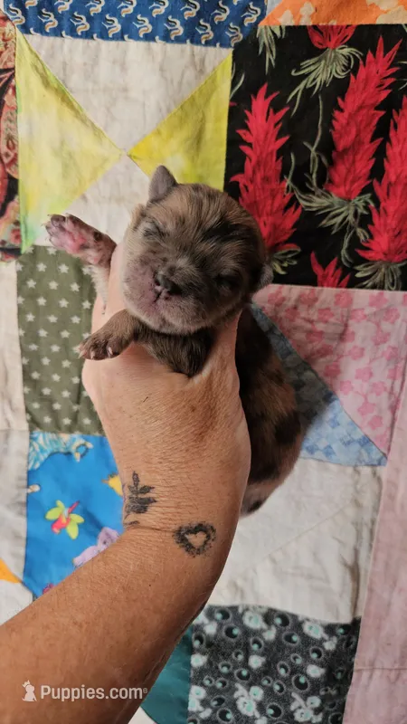 Hold4Lysette – Chow Chow puppy for sale in Floyd, VA