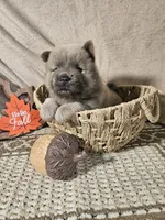 CINNAMON ROUGH BOY, a male Chow Chow for sale in Floyd, VA – 2 of 7