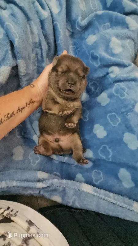 LT Cinnamon boy SansaxSonic – Chow Chow puppy for sale in Floyd, VA