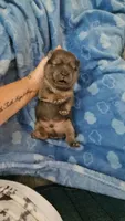 Hold4Truman, a male Chow Chow for sale in Floyd, VA – 1 of 5