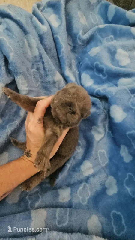 CINNAMON ROUGH BOY – Chow Chow puppy for sale in Floyd, VA